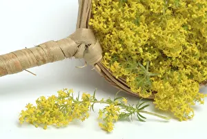 Common bedstraw, also known as lady's bedstraw (Galium verum)