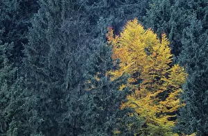 Common Beech in autumn between spruces