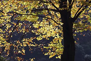 Common beech, European beech (Fagus sylvatica)