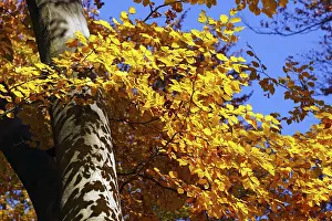 Common beech, european beech (Fagus sylvatica) in a beech grove