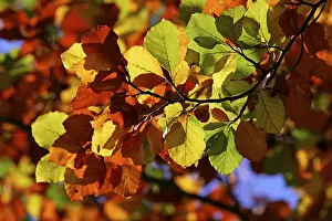 Common beech - european beech - leaves in autumn colours - colourful foliage (Fagus sylvatica)