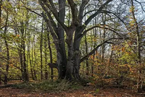 Common beech (Fagus sylvatica)