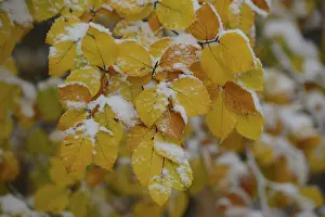 Common beech (Fagus sylvatica)