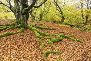 Common beech (Fagus sylvatica)