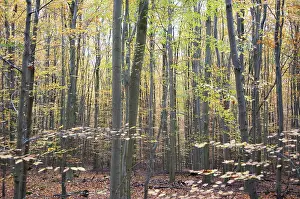 Common beech (Fagus sylvatica)