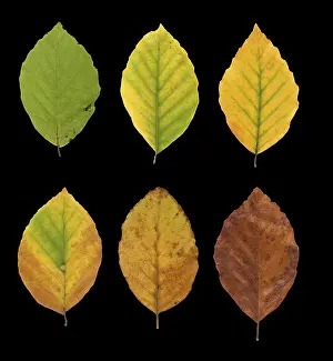 Common beech (Fagus sylvatica)