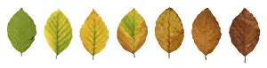 Common beech (Fagus sylvatica)