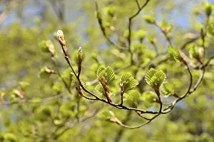 Common beech (Fagus sylvatica)
