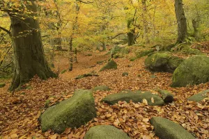 Common Beech (Fagus sylvatica) and Common Oak (Quercus robur) leaf litter amongst rocks in woodland habitat