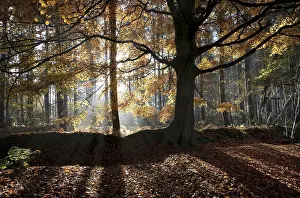 Common Beech (Fagus sylvatica) habit