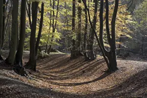 Common beech (Fagus sylvatica) habitat for mature woodland lining old earthworks