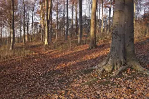 Common Beech (Fagus sylvatica) woodland habitat with leaf litter