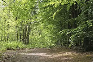 Common Beech (Fagus sylvatica) woodland habitat beside track