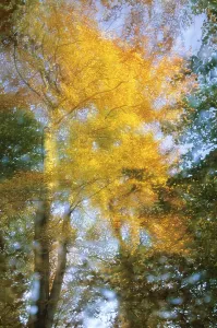 Common beech was TREE OF THE YEAR in Germany in 1990 and in Austria in 2014 (Multiple exposure)