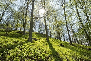 Common beeches (Fagus sylvatica)