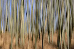Common beeches (Fagus sylvatica)