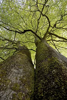 Common beeches (Fagus sylvatica)