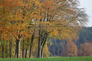 Common beeches (Fagus sylvatica) in autumn