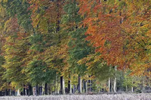 Framed Print : Common beeches (Fagus sylvatica) in autumn Framed Print : Common beeches (Fagus sylvatica) in autumn