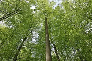 Common beeches (Fagus sylvatica) Beech forest In spring