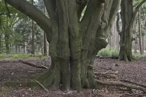 Common beeches (Fagus sylvatica) in mixed forest