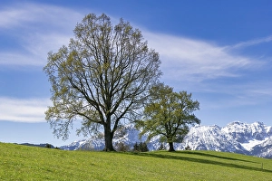 Common beeches (Fagus sylvatica) in spring