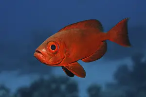Common bigeye (Priacanthus hamrur) red