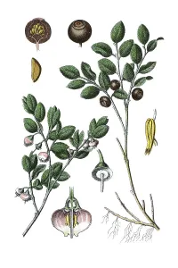 Common Bilberry or Blue Whortleberry (Vaccinium myrtillus)