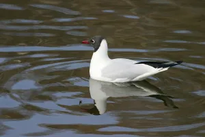 Common Black-headed Gull (Larus ridibundus)