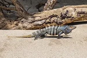 Common Black Iguana (Ctenosaura Similis)