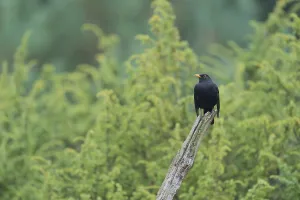 Common blackbird on tree trunk in the forest