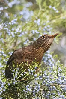 Common Blackbird (Turdus merula) Eurasian Blackbird Female sits in the tree