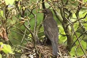 Common Blackbird (Turdus merula) female at nest with chicks