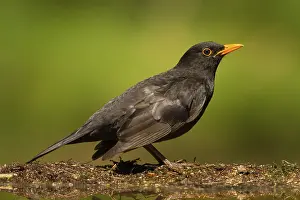 Common Blackbird (Turdus merula) male