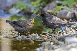 Common Blackbird (Turdus merula) male feeding young