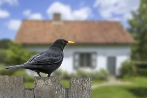 Common blackbird (Turdus merula) male perched on old wooden fence in garden of house in the countryside
