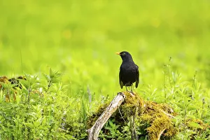 Framed Print : Common blackbird (Turdus merula) male sitting on an old wood in spring