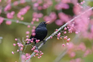 A common blackbird (Turdus merula) sits in a European spindle tree (Euonymus europaeus)