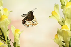 Common blue butterfly, female (Polyommatus icarus)