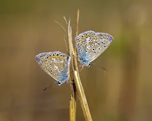 Common blue butterfly (Polyommatus icarus)