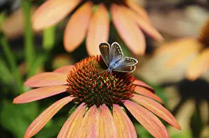 Common blue butterfly (Polyommatus icarus)