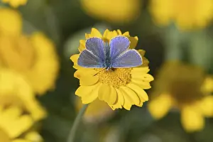 Common blue butterfly (Polyommatus icarus) adult insect feeding on a Corn marigold flower in summer