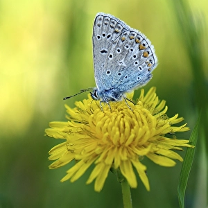 Common blue butterfly (Polyommatus icarus) on blossom of Dandelion (Taraxacum officinale)