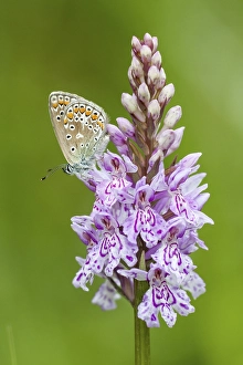 Common blue butterfly (Polyommatus icarus) on Heath spotted orchid (Dactylorhiza maculata)