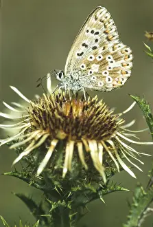 Common blue butterfly (Polyommatus icarus) sucking nectar on a silver thistle (Carlina acaulis)