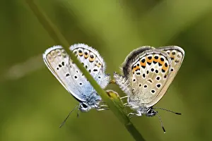 Common blue, common blue, mating