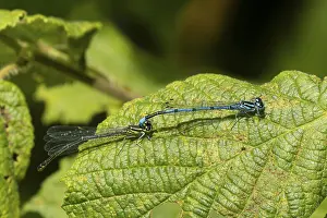 Common blue damselfly (Enallagma cyathigerum) adult male and female insects mating on a plant leaf in the summer
