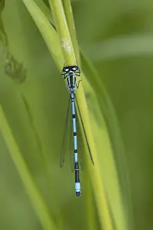 Common blue damselfly (Enallagma cyathigerum) adult male insect on a plant stem in summer