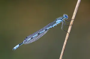 Common blue damselfly (Enallagma cyathigerum) is common throughout Europe