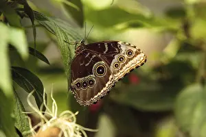 Common blue morpho butterfly, Morpho peleides